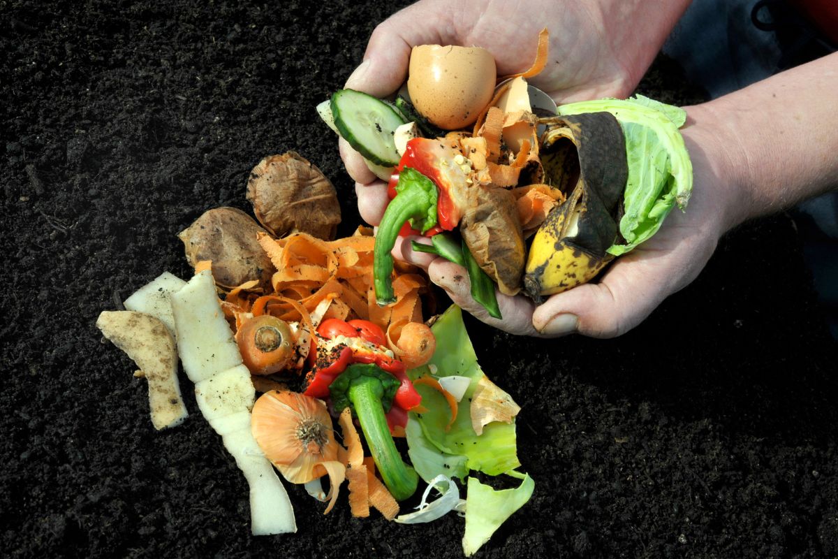 A Revolução do Próprio Quintal: Como a Compostagem Transforma Resíduos em Vida