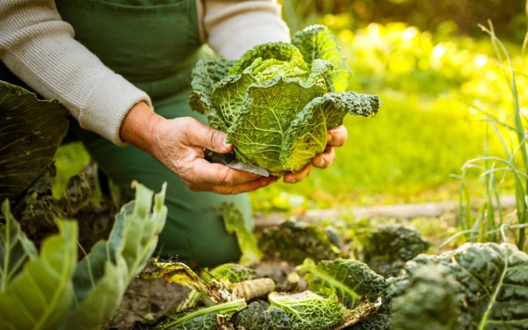 permacultura-a-arte-de-viver-em-harmonia-e-construir-futuros-sustentaveis