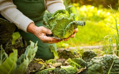 Permacultura: A Arte de Viver em Harmonia e Construir Futuros Sustentáveis